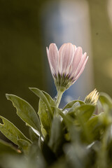 close up of the white petals of a daisy like osteospermum flower just starting to bloom with a soft green natural background wtih  leaves.