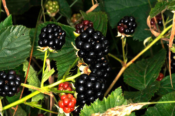 Brombeere, Rubus, Honigbiene, Schmalkalden, Thüringen, Deutschland, Europa  -- Blackberry, Rubus, Honey Bee, Schmalkalden, Thuringia, Germany, Europe © Klaus Nowottnick