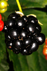 Brombeere, Rubus, Honigbiene, Schmalkalden, Thüringen, Deutschland, Europa  -- Blackberry, Rubus, Honey Bee, Schmalkalden, Thuringia, Germany, Europe © Klaus Nowottnick
