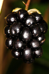 Brombeere, Rubus, Honigbiene, Schmalkalden, Thüringen, Deutschland, Europa  -- Blackberry, Rubus, Honey Bee, Schmalkalden, Thuringia, Germany, Europe © Klaus Nowottnick