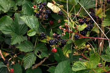Brombeere, Rubus, Honigbiene, Schmalkalden, Thüringen, Deutschland, Europa  --
Blackberry, Rubus,...