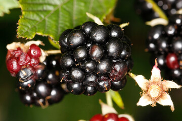 Brombeere, Rubus, Honigbiene, Schmalkalden, Thüringen, Deutschland, Europa  --
Blackberry, Rubus,...