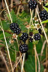 Brombeere, Rubus, Honigbiene, Schmalkalden, Thüringen, Deutschland, Europa  -- Blackberry, Rubus, Honey Bee, Schmalkalden, Thuringia, Germany, Europe © Klaus Nowottnick