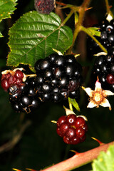Brombeere, Rubus, Honigbiene, Schmalkalden, Thüringen, Deutschland, Europa  --
Blackberry, Rubus,...