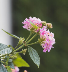 Colorful Verbena flowers and buds, close up. Evergreen perennial shrub with pink blossoms in the green background. Lantana libora camara or common lantana is flowering plant in the family Verbenaceae.