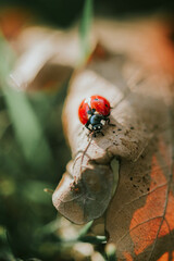 Ladybug on leaf, macro, autumn vibes