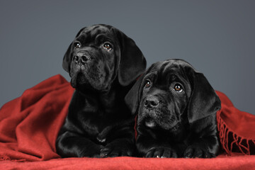 Two very cute black puppies lie under a rug. Puppies breed Cane Corso. Portrait of a dog on a gray background in the studio