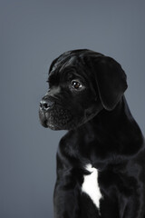 Portrait of a black puppy isolated on a gray background