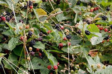 Brombeere, Rubus, Honigbiene, Schmalkalden, Thüringen, Deutschland, Europa  --
Blackberry, Rubus,...