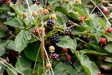 Brombeere, Rubus, Honigbiene, Schmalkalden, Thüringen, Deutschland, Europa  --
Blackberry, Rubus,...