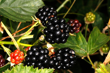 Brombeere, Rubus, Honigbiene, Schmalkalden, Thüringen, Deutschland, Europa  -- Blackberry, Rubus, Honey Bee, Schmalkalden, Thuringia, Germany, Europe © Klaus Nowottnick