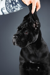 Portrait of a black puppy isolated on a gray background