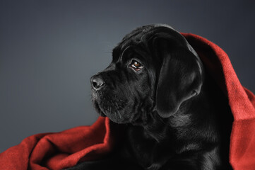 Fototapeta premium A very cute black puppy is lying under a rug. Puppy of breed Cane Corso. Portrait of a dog on a gray background in the studio. The dog lies wrapped in a red blanket
