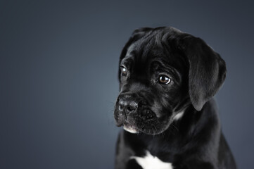 Portrait of a black puppy isolated on a gray background