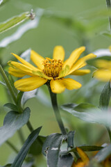 Selective focus of Chocolate Flower in the garden,  chocolate yeloow, Rudbeckia is a plant genus in the Asteraceae or composite family, Nature floral background. Chocolate Flower; Berlandiera lyrata