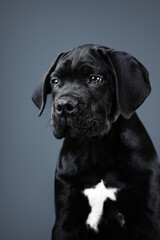 Fototapeta na wymiar Portrait of a black puppy isolated on a gray background