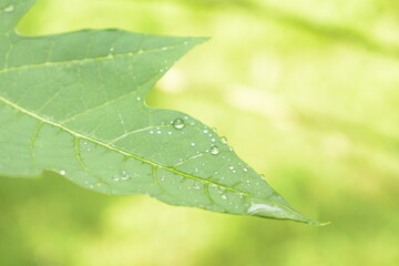 unfocus rain drop in cassava leaf