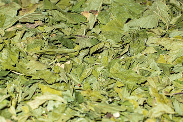 Dry green tea leaves as background, selective focus
