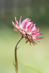 Single one Close up Flowers of Xerochrysum bracteatum, golden everlasting or strawflower, isolated on green background, Macro photo detail flower. 