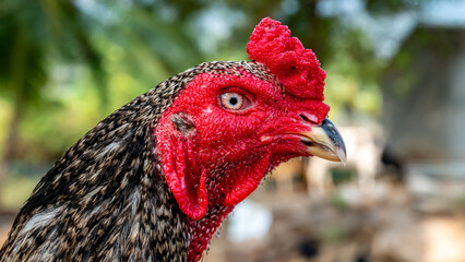 Beautiful Black Rooster Head. Indian breed (karun keeri seval) rooster Head with green background