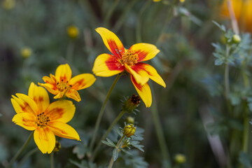 close-up of a colorful blossom of coreopsis verticillata against a colorful and green natural blurred background. Yellow bloom.