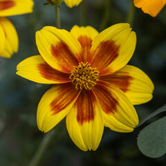 close-up of a colorful blossom of coreopsis verticillata against a colorful and green natural blurred background. Yellow bloom.