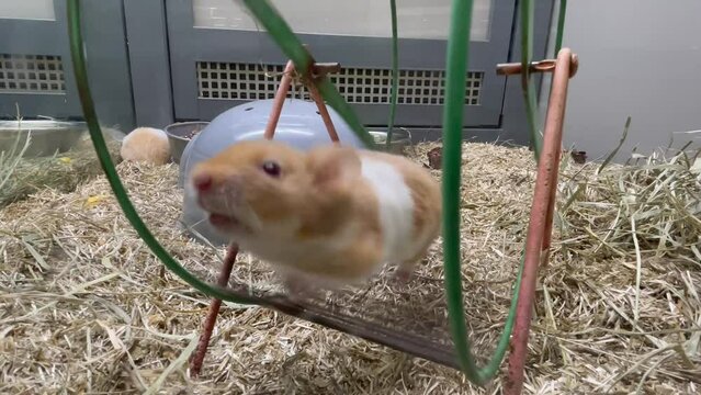 hamster dans sa roue gros plan 4K
