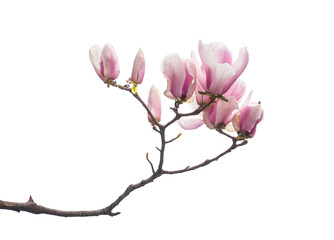 Fototapeta na wymiar pink flower of magnolia spring branch isolated on white background