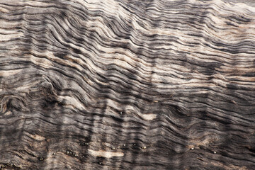 Old dry driftwood washed up at the beach for an abstract or background