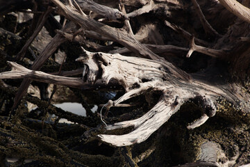 Old dry driftwood washed up at the beach for an abstract or background