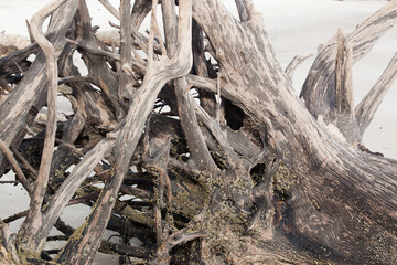 Old dry driftwood washed up at the beach for an abstract or background