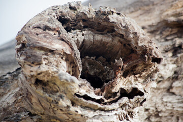 Abstraction in old rotten wood
