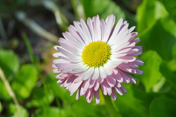 Daisy perennial (Lat. Bellis perennis) close-up