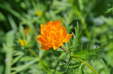 Blooming orange flowers Trollius close-up