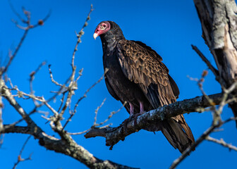 Turkey Vulture keeping watch from a branch along the Shadow Creek Ranch Nature Trail in Pearland, Texas!