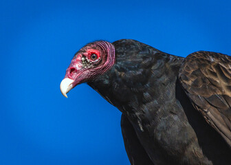 Turkey Vulture and blue sky along the Shadow Creek Ranch Nature Trail in Pearland, Texas!