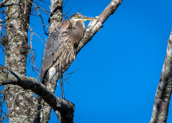Great Blue Heron high in an old tree along Clear Creek in Pearland, Texas!