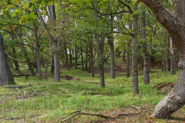 A view into an open forest area with many oak trees on the sloping dunes in the Amsterdamse Waterleidingduinen