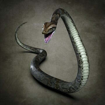 Python close-up. 3d illustration