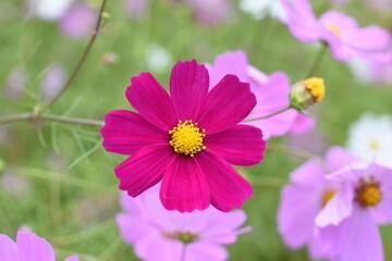 Obraz premium コスモス畑