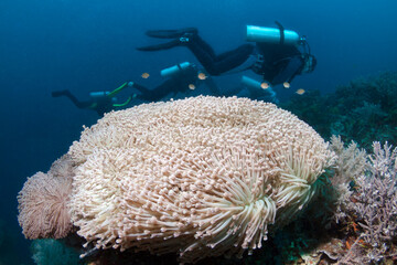 Group of Scuba divers observe a beautiful coral reef.