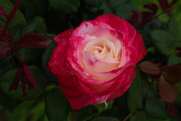 Single pink rose with leaves on green background. Perfect flower