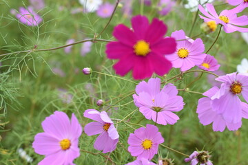 コスモス畑