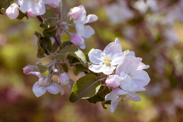 Apple tree blossom twig with flowers and leaves, web banner
