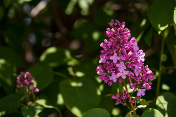 Fototapeta na wymiar Beautiful branch of lilac. Natural spring background, soft focus