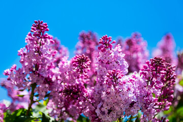 Beautiful branch of lilac against the blue sky. Natural spring background, soft focus