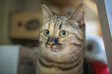 Expressive emotional muzzle of a young cat