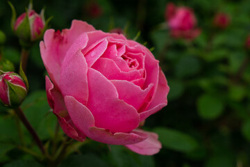 Single pink rose with leaves on green background. Perfect flower