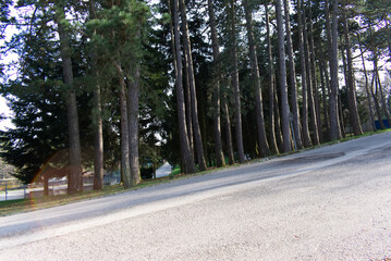 road in the forest