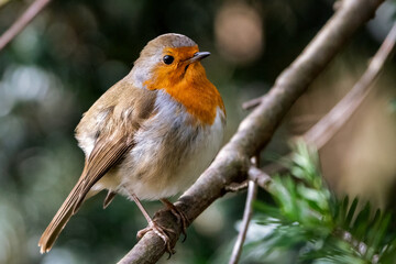 Fototapeta premium Rotkehlchen am Ast